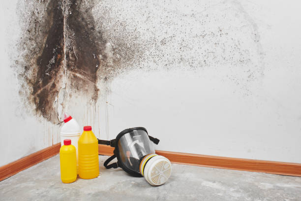 Best Commercial Mold Removal  in Salem, VA
