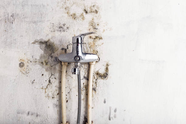 Best Same-Day Mold Removal  in Salem, VA