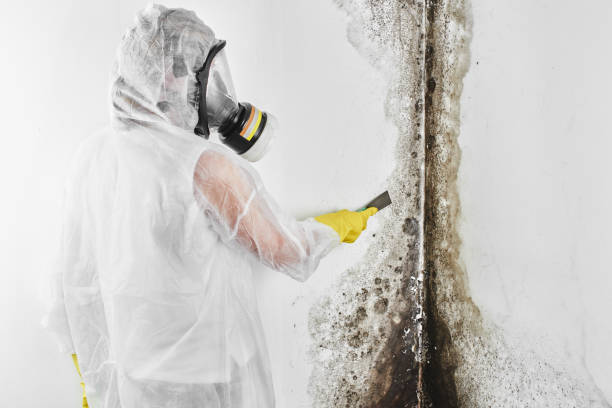 Best Mold Removal Company Near Me  in Salem, VA