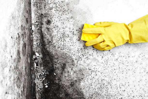 Best Mold Cleaning Services  in Salem, VA