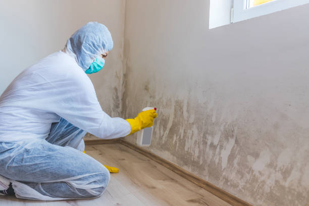 Best Attic Mold Removal  in Salem, VA