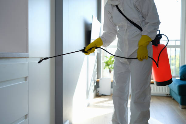 Best Toxic Mold Removal  in Salem, VA
