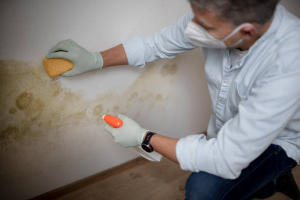 Best Mold Remediation  in Salem, VA