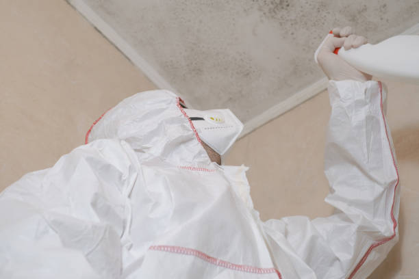 Best Black Mold Removal  in Salem, VA