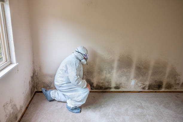 Trusted Salem, VA Mold Removal Experts