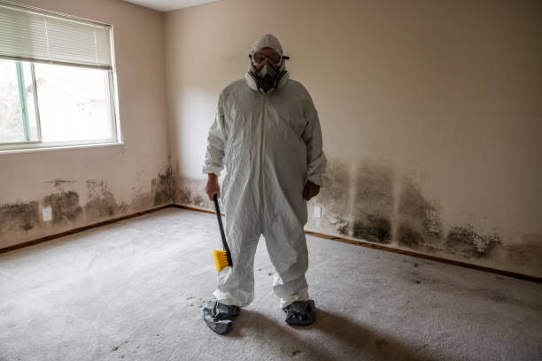 Best Mold Testing and Removal  in Salem, VA