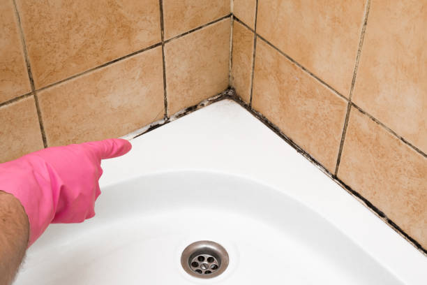 Attic Mold Removal in Salem, VA